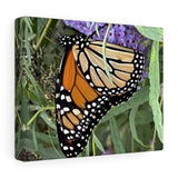 Monarch Butterfly Canvas Gallery Wraps