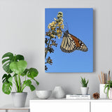 Monarch Butterfly Canvas Gallery Wrap