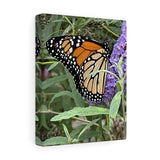 Monarch Butterfly Canvas Gallery Wraps