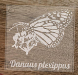 Hand etched Glass coasters featuring Butterflies, Monarch, Fritilary, Black Swallowtail, and Tiger Swallowtail - Inspired Passion Productions