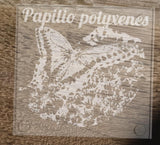 Hand etched Glass coasters featuring Butterflies, Monarch, Fritilary, Black Swallowtail, and Tiger Swallowtail - Inspired Passion Productions