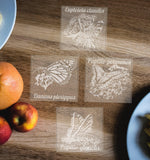 Hand etched Glass coasters featuring Butterflies, Monarch, Fritilary, Black Swallowtail, and Tiger Swallowtail - Inspired Passion Productions