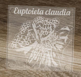 Hand etched Glass coasters featuring Butterflies, Monarch, Fritilary, Black Swallowtail, and Tiger Swallowtail - Inspired Passion Productions