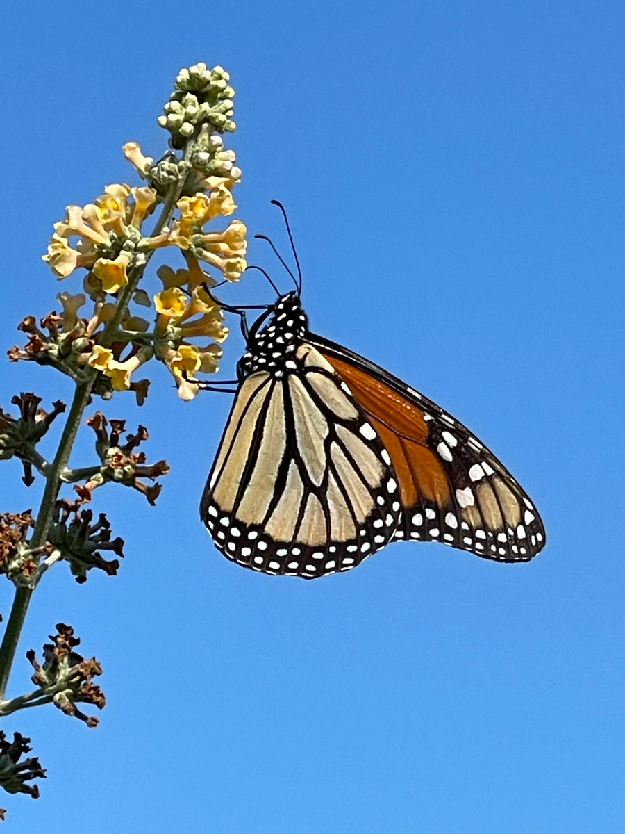 How I came to Raise and Release Butterflies... – Inspired Passion ...