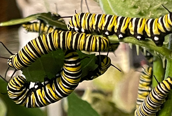 Part 2 of our Monarch Rearing Journey