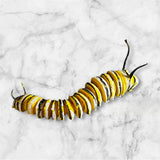 Monarch Caterpillar 6” 3D printed figure