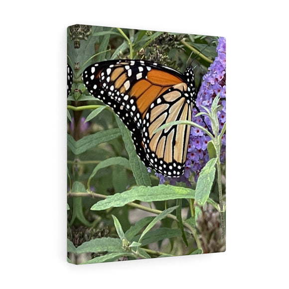 Monarch Butterfly Canvas Gallery Wraps