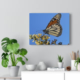 Monarch sky Canvas Gallery Wraps