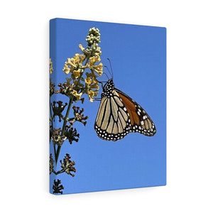 Monarch Sky Canvas Gallery Wrap