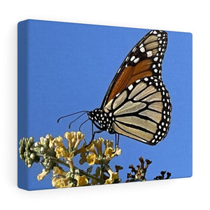 Monarch sky Canvas Gallery Wraps