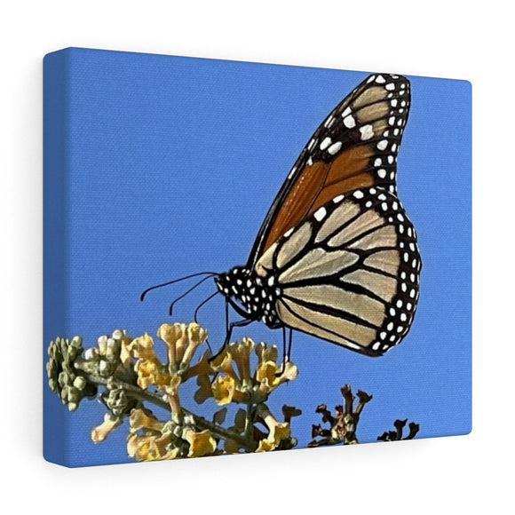 Monarch sky Canvas Gallery Wraps