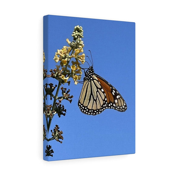 Monarch Butterfly Canvas Gallery Wrap