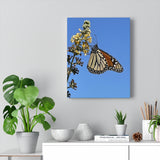 Monarch Sky Canvas Gallery Wrap