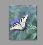 Butterfly Canvas Prints Special Offer - Inspired Passion Productions