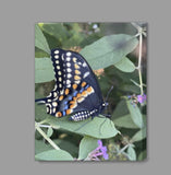 Butterfly Canvas Prints Special Offer - Inspired Passion Productions