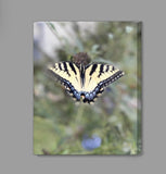 Butterfly Canvas Prints Special Offer - Inspired Passion Productions