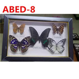 Butterfly Photo Frame Shadow box