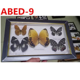 Butterfly Photo Frame Shadow box