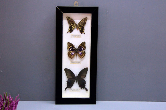 Framed Butterfly Home Decor